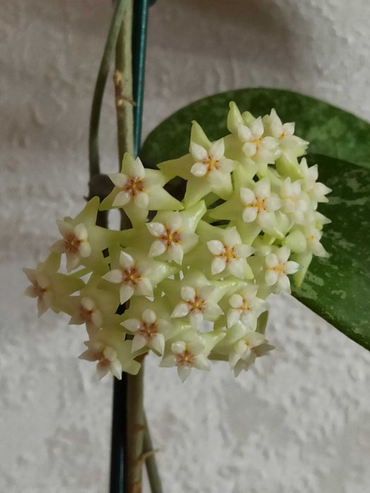 Хойя паразитика Лао - Hoya Parasitica Laо