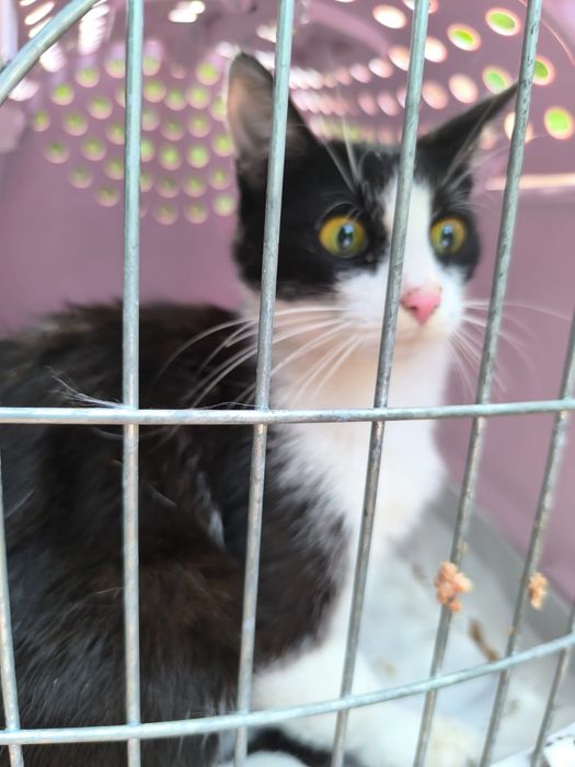 Czy ktoś jest w stanie przygarnąć jedną kotkę na jakiś czas do siebie?