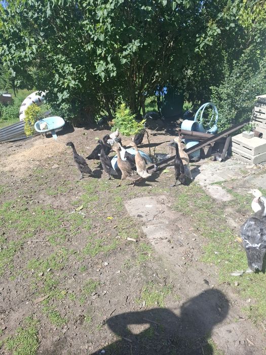 Kaczki bieguski 6 sztuk