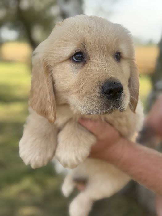 Szczeniak Golden retriever