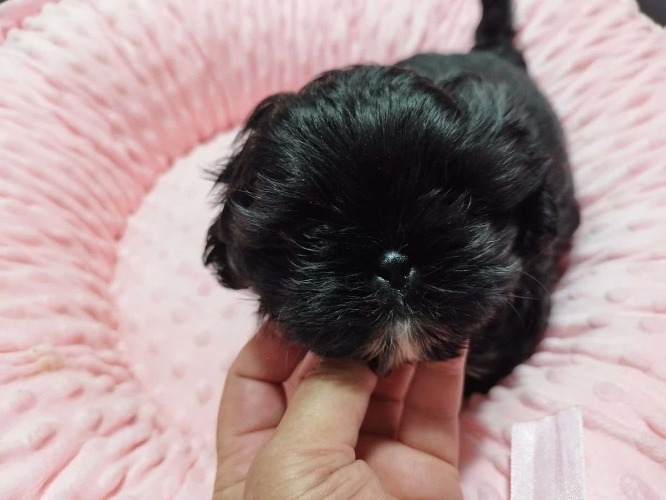 *** Shih Tzu Prześliczny Czarny Chłopczyk Wielkości Yorka ***