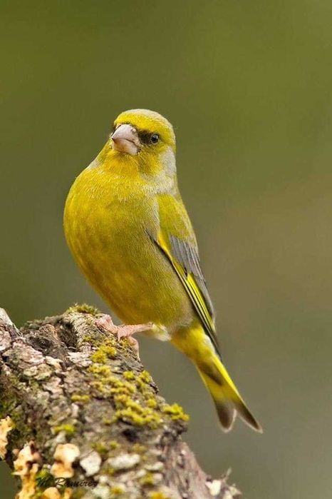 Varias aves de fauna anilhadas 2025