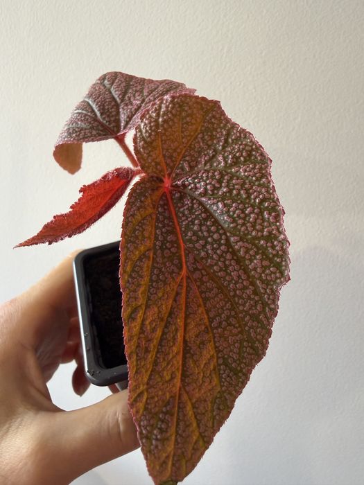 Begonia Maurice Amey