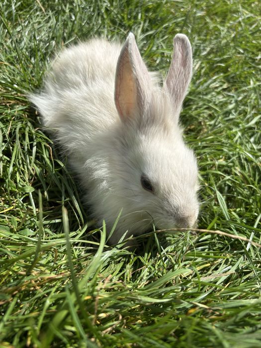 Króliki miniaturki karzełki teddy