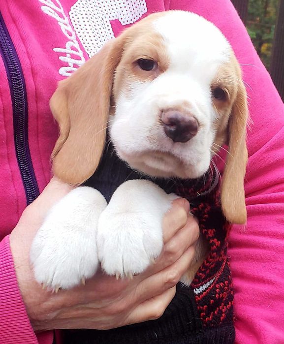 Urocza bicolorowa dziewczynka ZKwP (FCI)