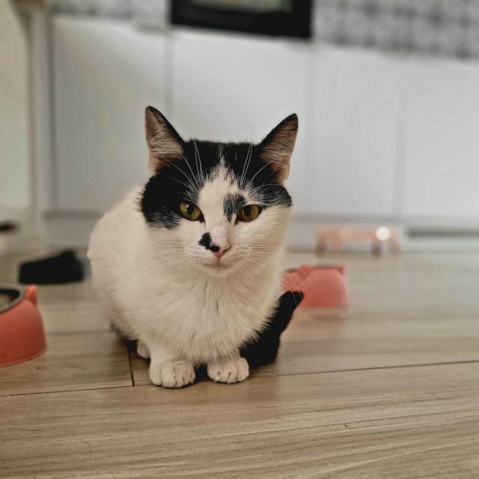 Lucynka do adopcji!