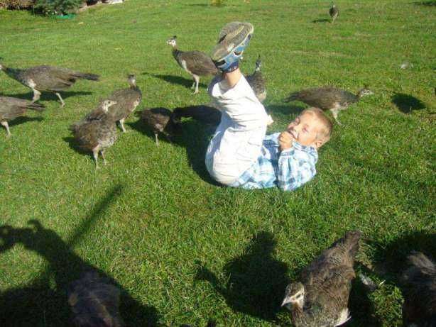 Pawie białe samica/samiec