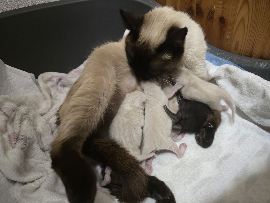 Gatinho Preto para Adoçao Responsavel