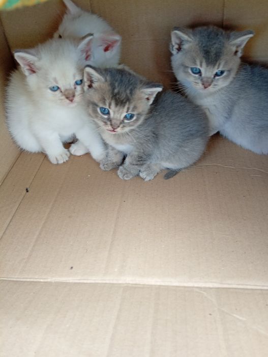 продам кошенят британцев