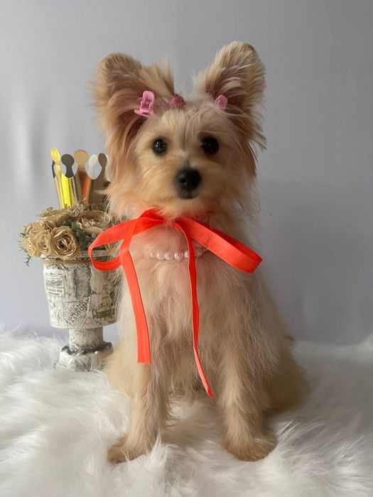 Всього 3 Чарівні Помапу