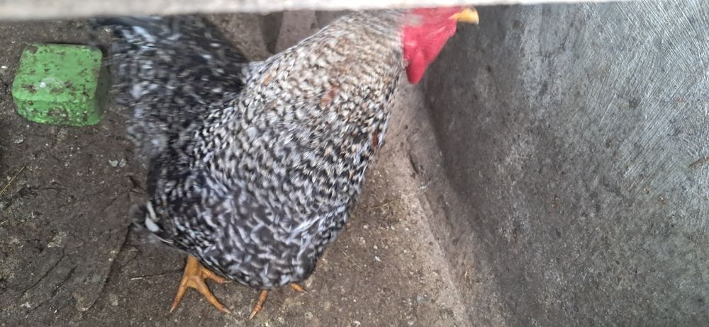 Galos de ótima qualidade caseiros