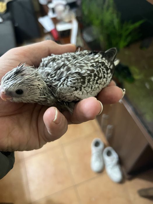 Caturras para acabar de criar a mao