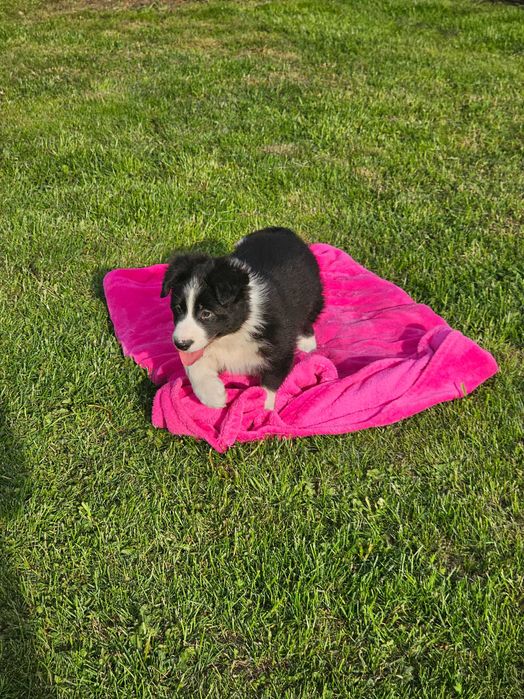 Border collie - śliczne