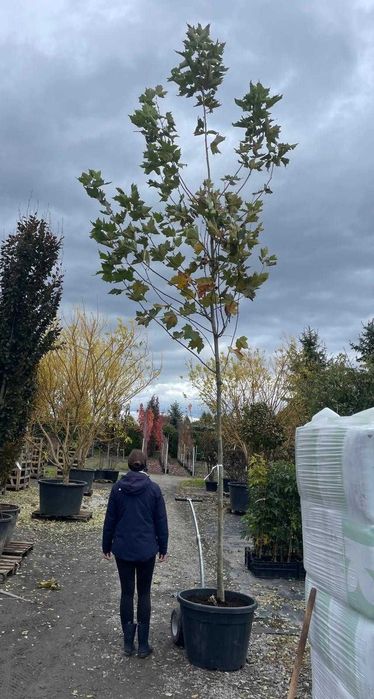 Platan klonolistny - Platanus acerifolia HURT / DETAL