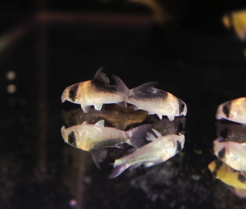 Kirysek adolfi (Corydoras adolfoi)