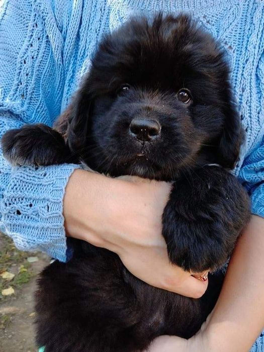 Ньюфаундленд.Черные щенки