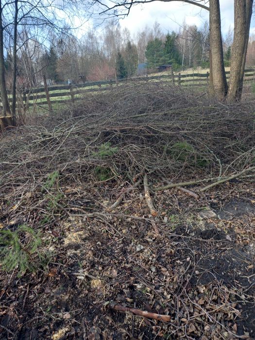 Oddam galezie na rebak