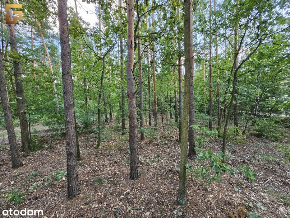Działka budowlana / 1500 m² / las / Skm - Widok 5