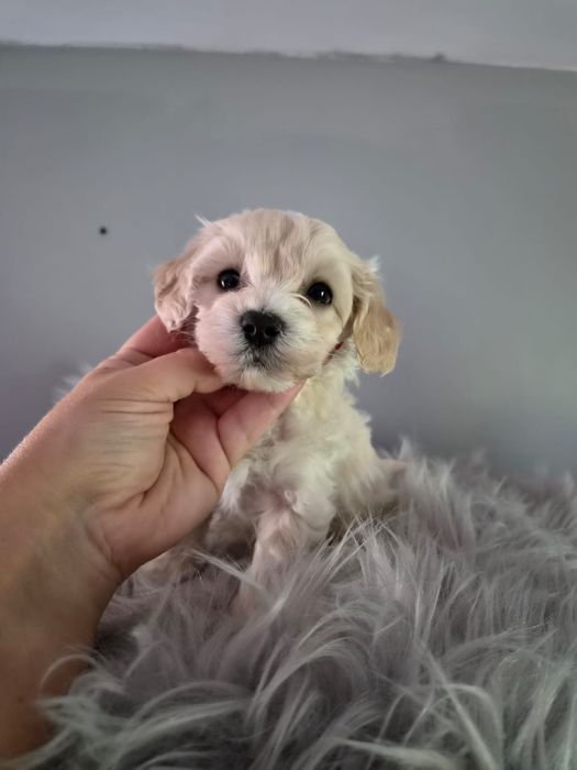 Malenki piesek maltipoo
