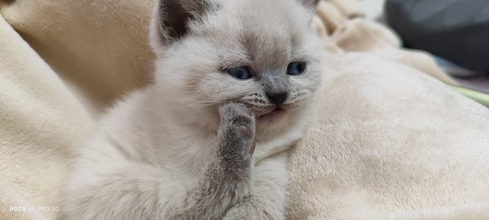 Кошенята британська" бою поінт"