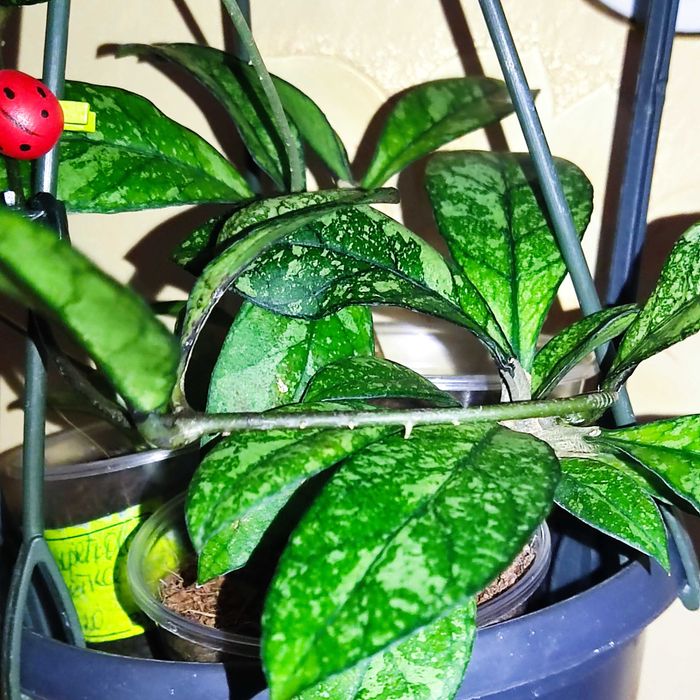 Хойя Classipetiolata from Vietnam , найкрасивіша,вкорінені і на зріз.