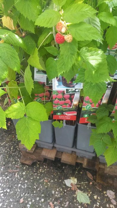 Vende se plantas de framboesas vermelhas com frutos em vasos de 2L