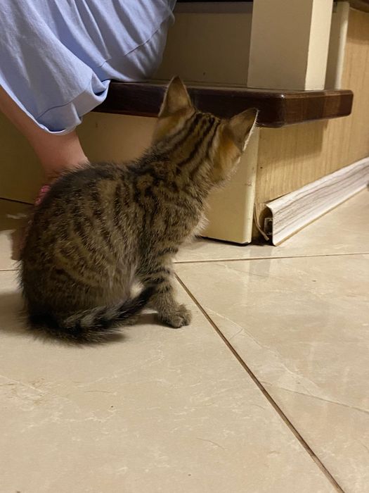 Котик в добрі руки