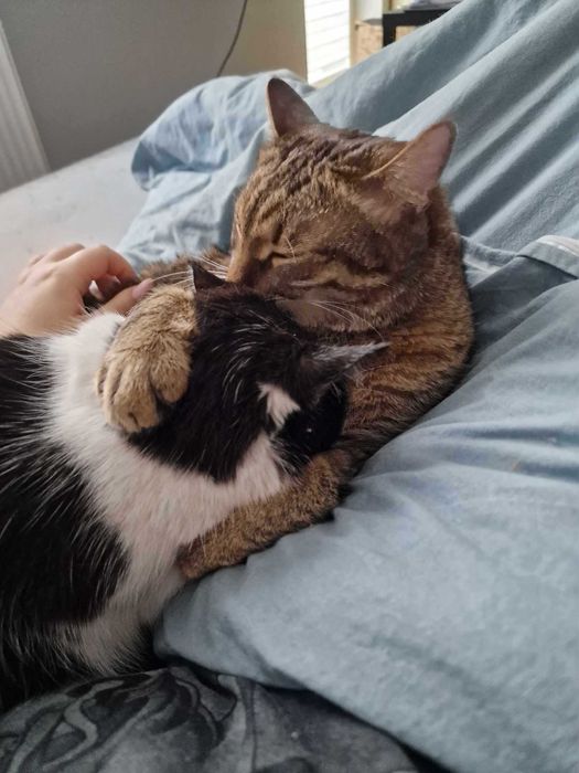 Timon i Aniela do adopcji szukają domu