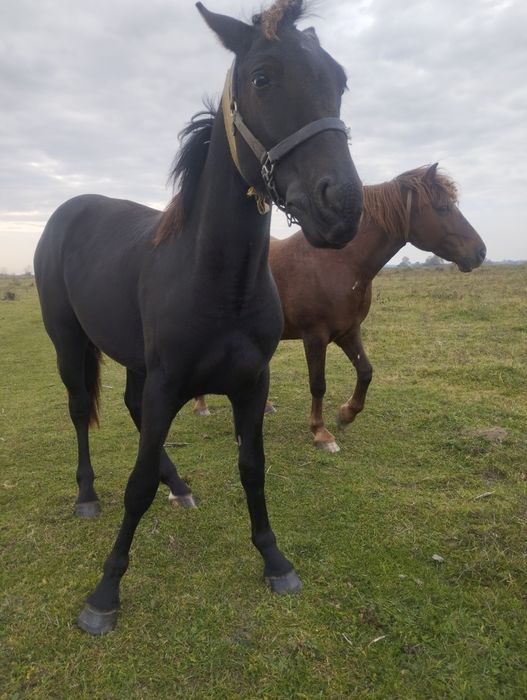 Продам гарну кобилу по великих конях