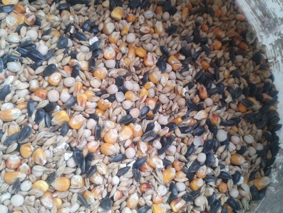 Mieszanka zbożowo Strąkowa słonecznik sorgo karma pasza śruta gołębi k