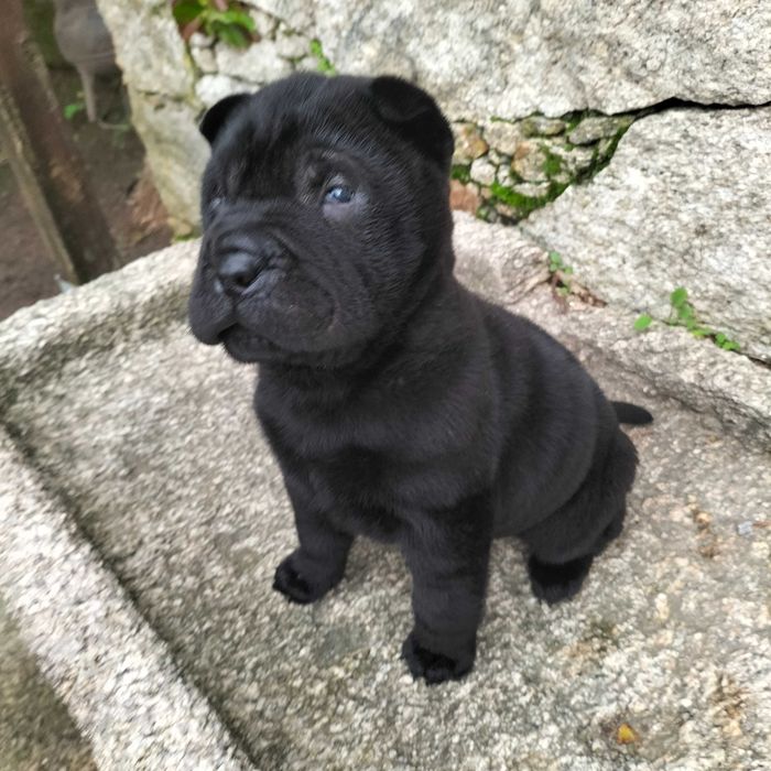 Shar pei macho lindo