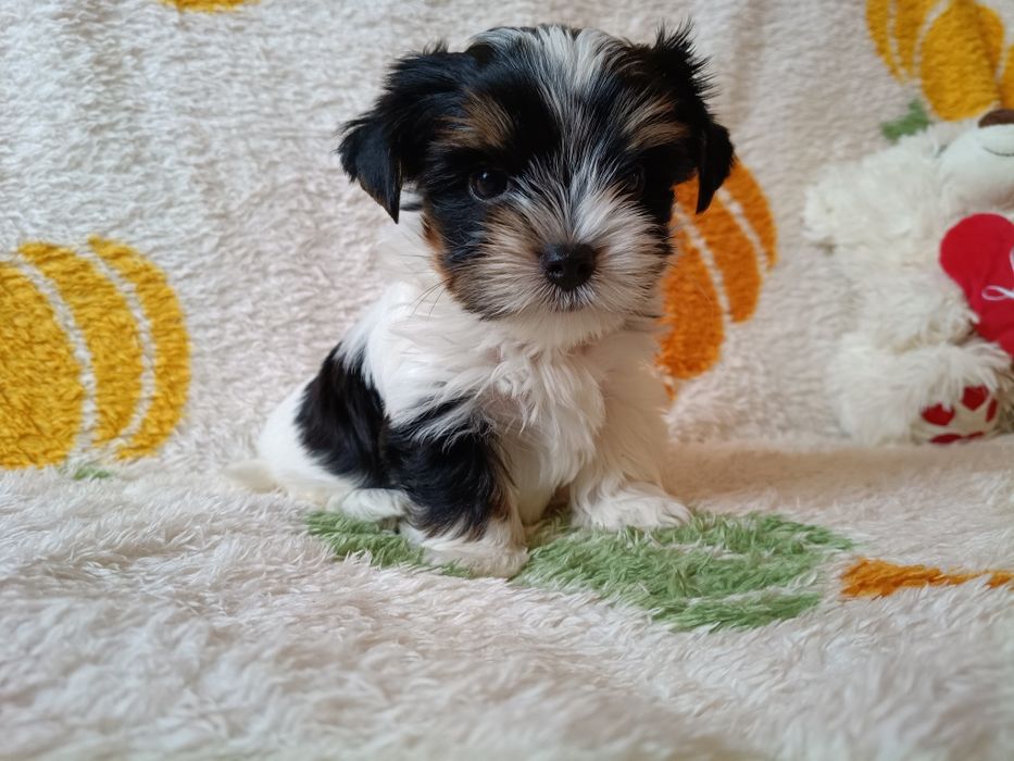 Biewer Yorkshire Terrier ZkwP FCI