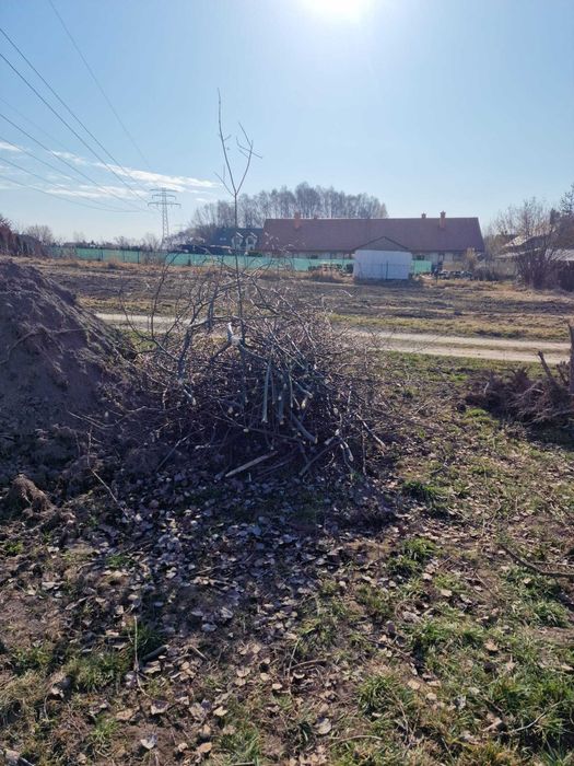 Oddam gałęzie za darmo