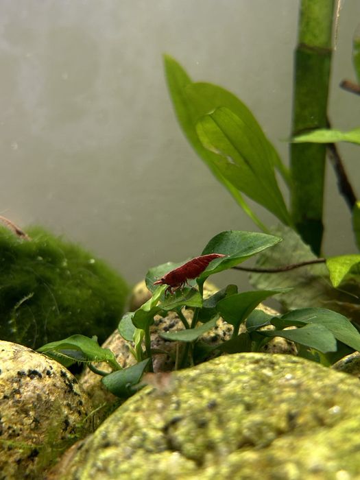red cherry shrimp