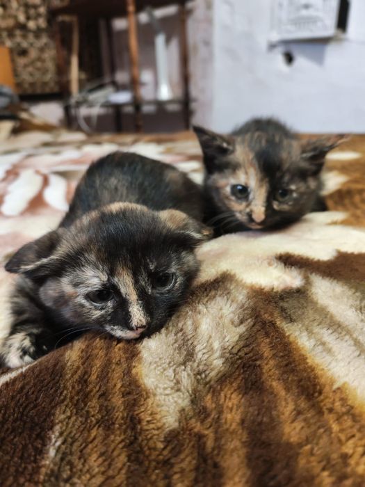 Кошенята шукають родину