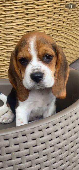 Beagle tricolir z rofowodem-wybitne!