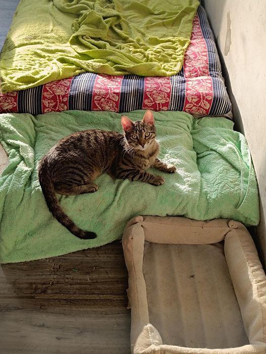 Котик с кисточками на ушках из приюта