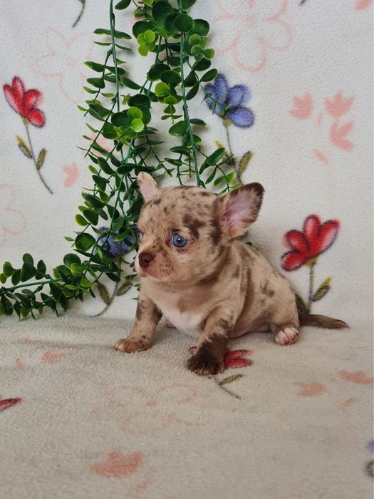 Excelente  menino mini Chihuahua/Chiuaua de Qualidade. Lunhagem Russa