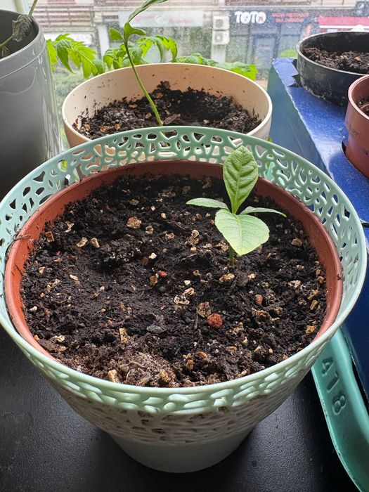 Sadzonki etrogu Citrus medica w doniczkach (jednoroczne)