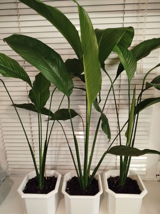 Кімнатні рослини