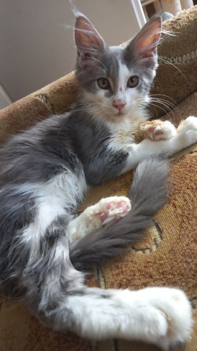 Miziasty niebiesko-biały kocurek Maine Coon PZF