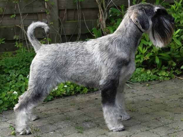 reproduktor,sznaucer miniaturowy