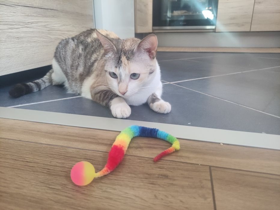 Jogo  colorido para gato