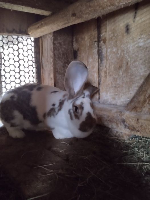 Królik króle sprzedam