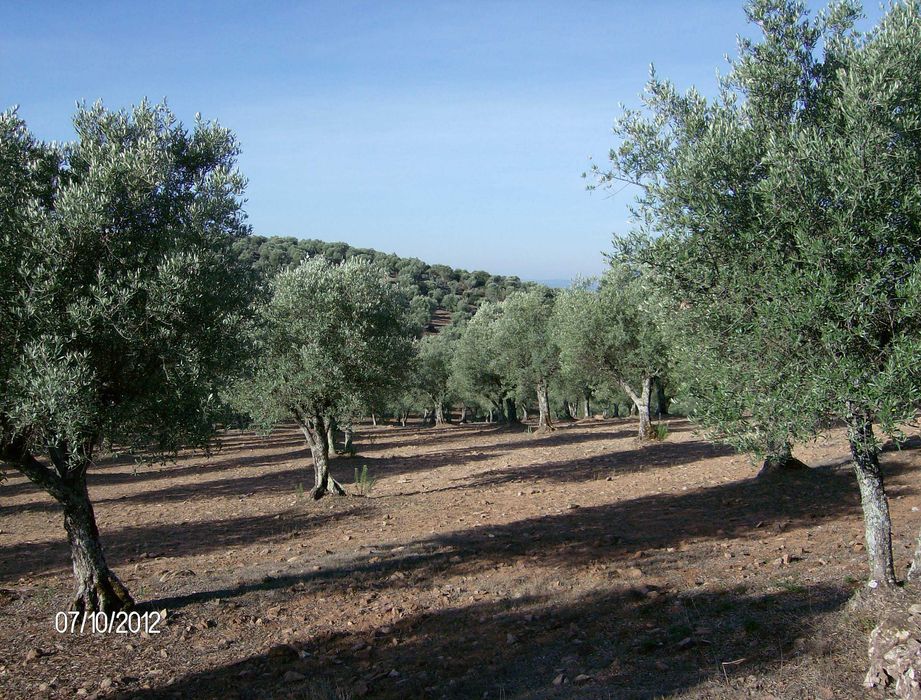 Olivais tradicionais nos arredores de Estremoz