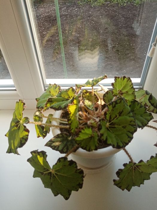 Бегония комнатная