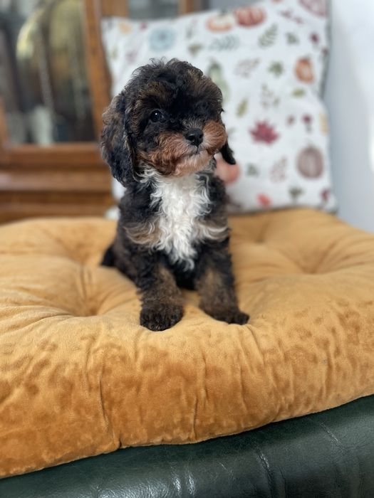 Cavapoo f1b dostępny piesek tricolor