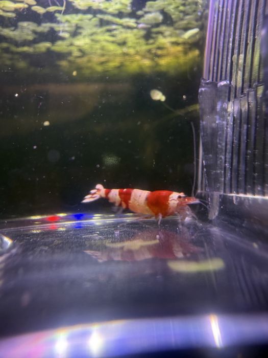Krewetki Caridina Crystal Red