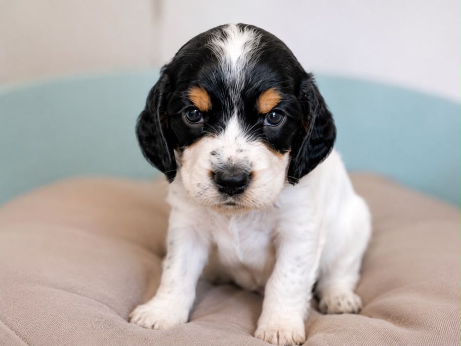 Cocker spaniel menino