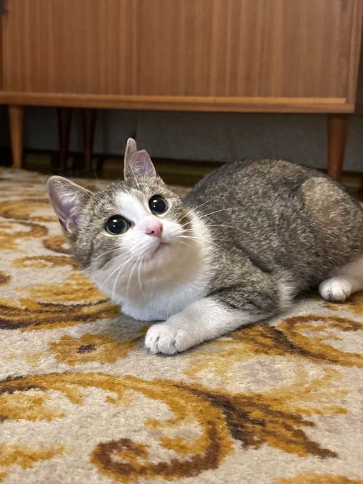 Piękne kotki do pokochania